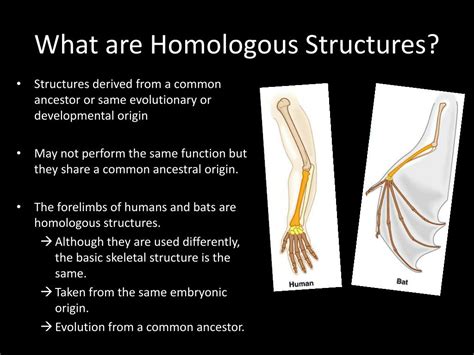 PPT - Homologous Structures PowerPoint Presentation, free download - ID:2513464