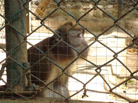 Monkey Zoobic Safari Ilanin Forest Subic Bay Freeport Zon Flickr