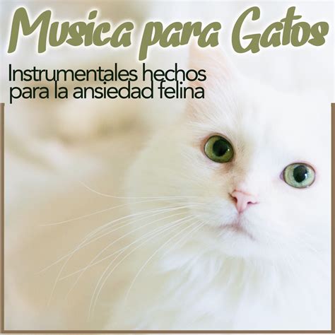 M Sica Para Gatos Instrumentales Hechos Para La Ansiedad Felina