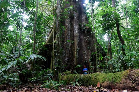 Kapok Tree Ceiba Pentandra Roughtly 55 M Tall Seen At Sacha Lodge