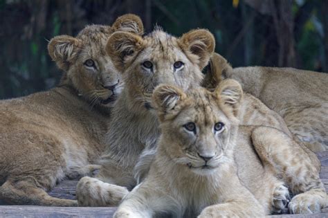 Zoológico De São Paulo Saiba Como Chegar E Conheça Cinco Atrações