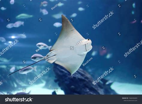 394 Stingray mouth Images, Stock Photos & Vectors | Shutterstock