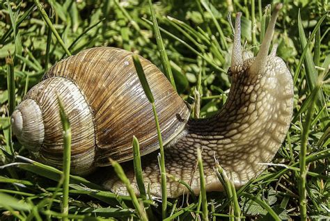 Free Slug Snail Images Pixabay