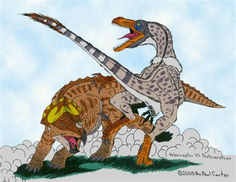 Velociraptor vs Protoceratops by Carnosaur on DeviantArt