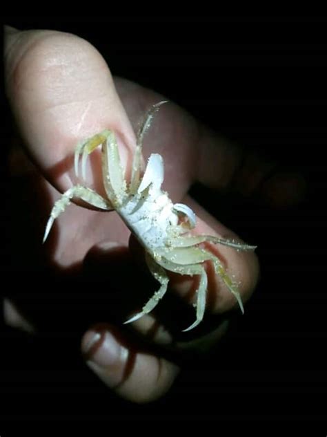 Ghost Crab At Night