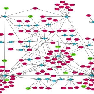 Mirnatarget Gene Regulatory Network Of Acute Myeloid Leukemia