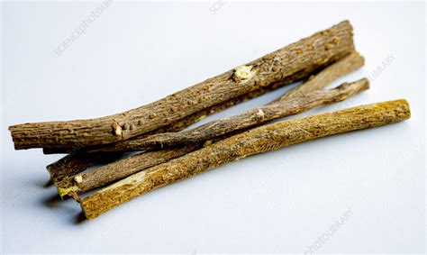 Liquorice root sticks - Stock Image - C057/4729 - Science Photo Library