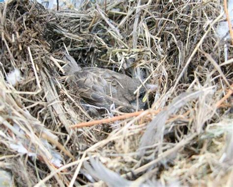 Sparrow Nests: Where To Find Them, What They Look Like & More