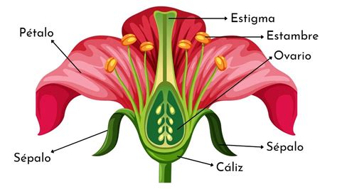 Top 195 Cuáles son las partes de las flores Anmb mx