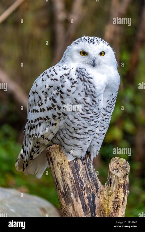 A majestic and iconic Arctic owl, the snowy owl (Bubo scandiacus) is ...