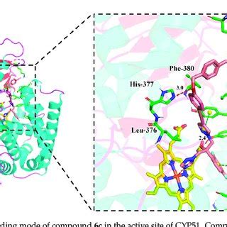 The Binding Mode Of Compound 6c In The Active Site Of CYP51 Compound