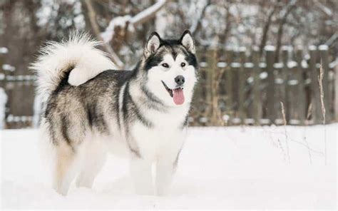 Alaskan Malamutes Dogs Breed Facts And Information