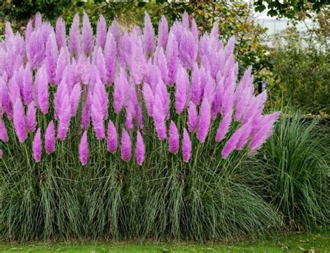 Пампасная трава: фото кортадерии, цена на саженцы и семена для дачного ...
