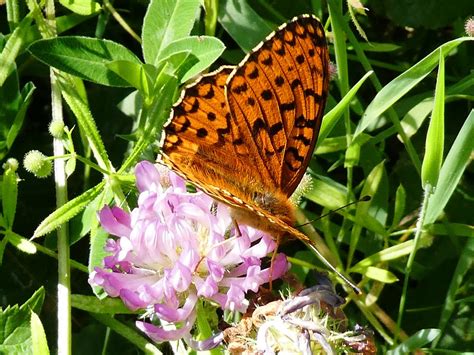 Speyeria aglaja Grand nacré FR Dark green fritillary Flickr