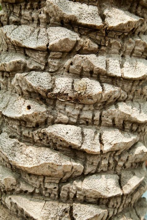 Palm Tree Bark Close Up Background Trunk Texture Stock Photo Image