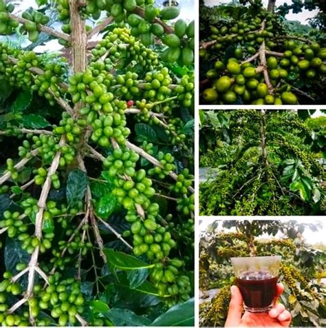 Jual Biji Benih Bibit Kopi Ateng Super Di Lapak Dua Srikandi Bukalapak