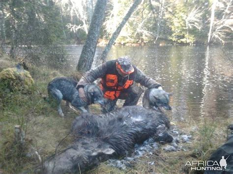 Norway Hunting Moose | AfricaHunting.com