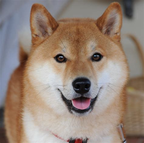 C Mo Educar A Mi Shiba Inu