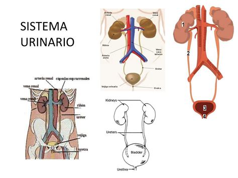 Ppt Sistema Urinario Powerpoint Presentation Free Download Id922131