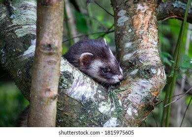 279 Striped Polecat Stock Photos, Images & Photography | Shutterstock