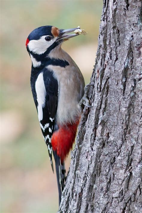 Great Spotted Woodpecker Free Photo On Pixabay