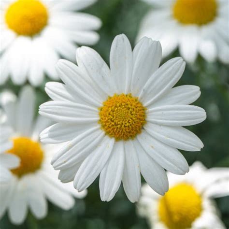 Top 10 Daisy Varieties