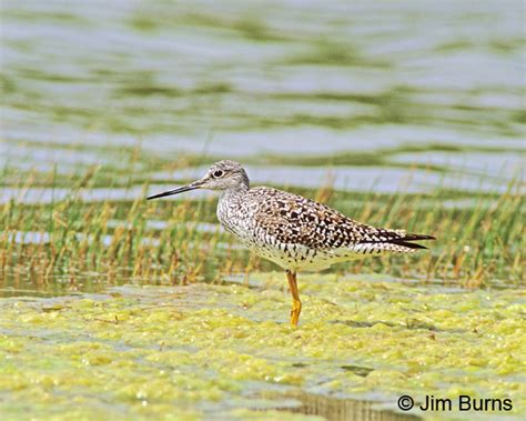 Greater Yellowlegs