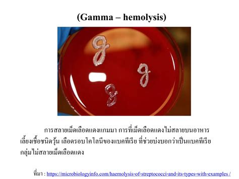 Bacterial Gram Positive Cocci Ppt Free Download