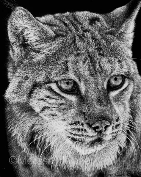 17 Best images about Scratch Art on Pinterest | Cat eyes, Scratchboard and Elements of art