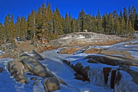 Yosemite Photos - Mariposa Grove of Sequoias - Yosemite Peregrine Lodge