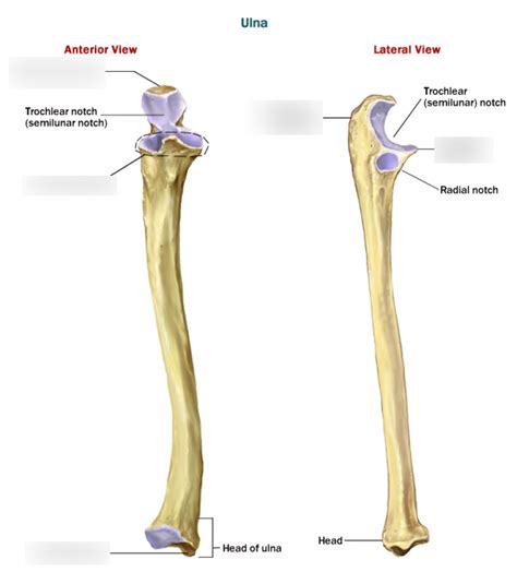 Labeled Diagram Of Ulna And Radius