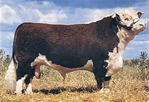 Cattle breeds: Hereford