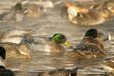 Mallards in Winter