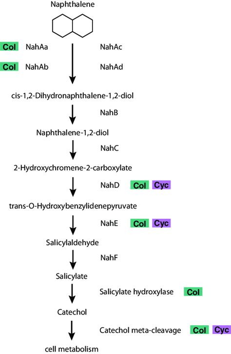 Simplified Naphthalene Degradation Pathway And Presence Of Genes Coding