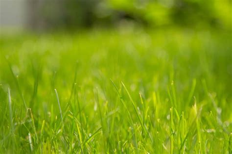 The 4 Best Kinds Of Grass For Southern California Chuck S Landscaping