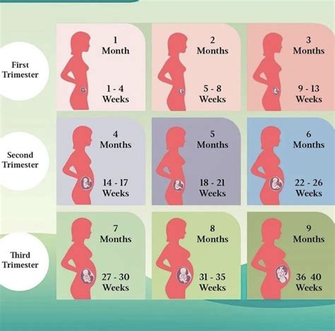 Pregnancy Journey Stages Tips And Facts