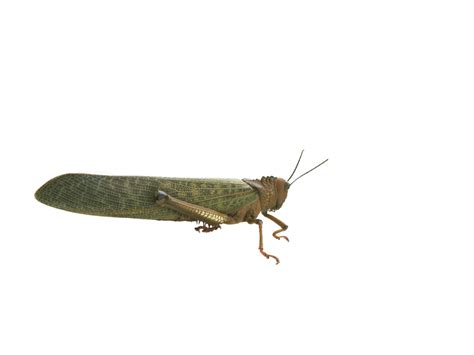 Grasshopper Png Transparent Image Freepngdesign