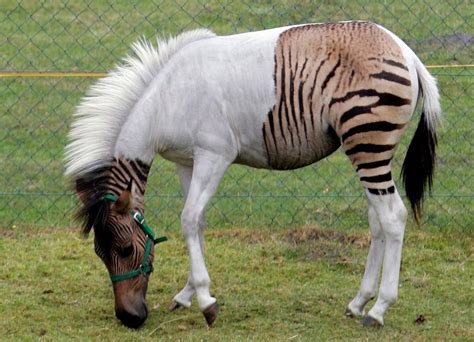 A "zorse" - a very rare hybrid between a zebra and a horse : r ...