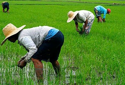 Filipino Farmers Planting Rice Philippine Star The Incredibles