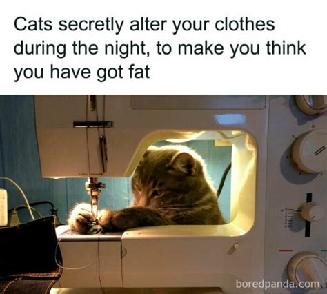 35 Times Animals Lit Up This Instagram Page As Meme Superstars | DeMilked