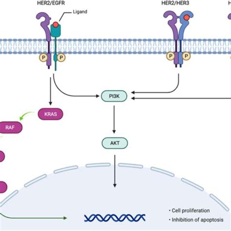 Trastuzumab Deruxtecan Mechanism Of Action Adapted From Antibody Drug