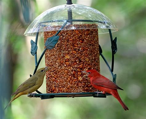 Summer Tanager Birds Bird Feeder - Free photo on Pixabay - Pixabay