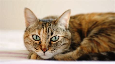 Cat picture