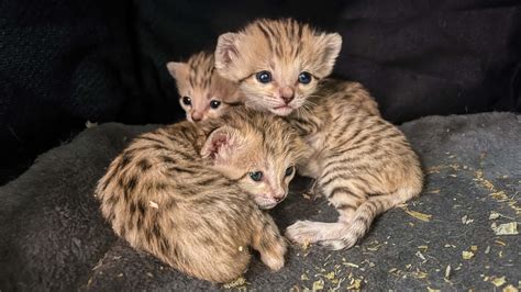 Three sand cat kittens born at North Carolina Zoo | CNN