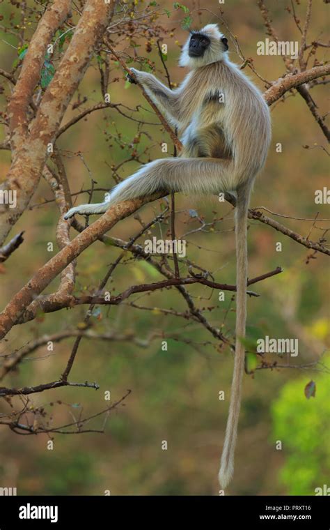 Langur Monkey - at BR Hills (Karnataka, India Stock Photo - Alamy