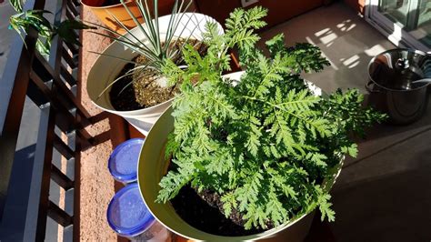 C Mo Cultivar Absenta Todos Los Secretos Para Una Planta Perfecta