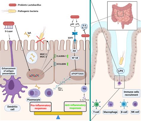 Schematic Representation Of Probiotics Effect Over Immune System