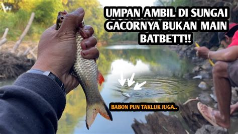 Mohon Maaf Kali Ini Poin Babon Mancing Wader Pakai Teknik Kumbul Dan