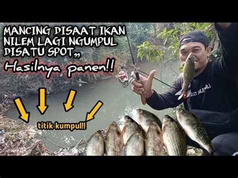 MANCING NILEM MANCING DISAAT IKAN NILEM KUMPUL DISATU SPOT HASILNYA