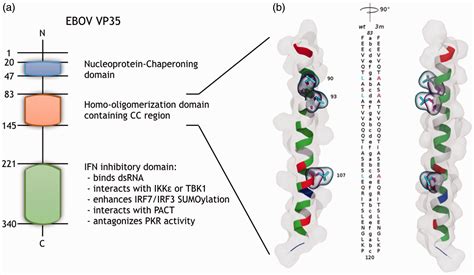 Relevance Of Ebola Virus VP35 Homo Dimerization On The Type I